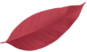 pro gutter cleaning & care by daria - leaf