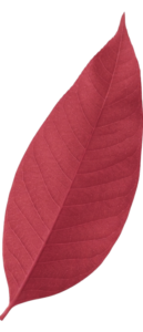 pro gutter cleaning & care by daria - leaf