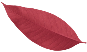 pro gutter cleaning & care by daria - leaf