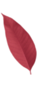 pro gutter cleaning & care by daria - leaf