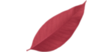 pro gutter cleaning & care by daria - leaf